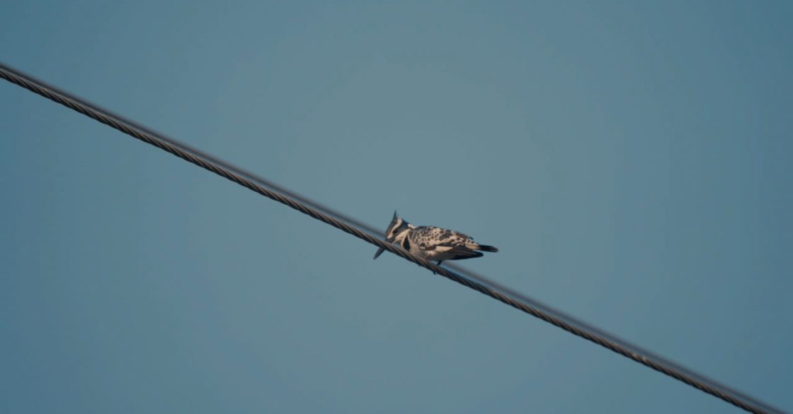 Into the Woods – Short Visual Piece